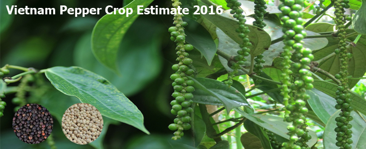 Vietnam Pepper Crop Estimate 2016